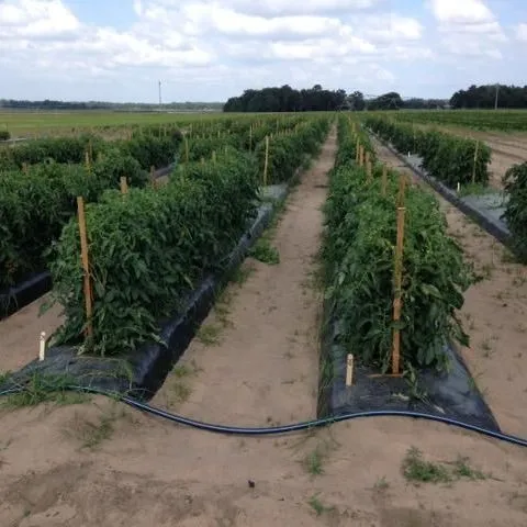 thumbnail for publication: Contribución de las prácticas de producción de cultivos y las condiciones climáticas a la seguridad microbiológica de los tomates y pimientos